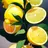 레몬 보이🍋