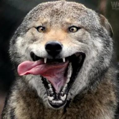 Profile image of 요새키 늑대