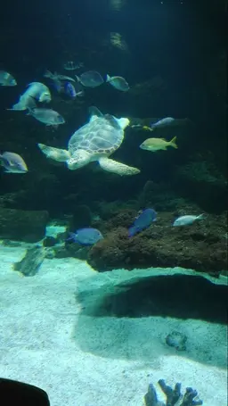 Profile image of Milk Tuna