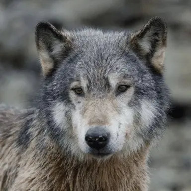 Profile image of 방찬