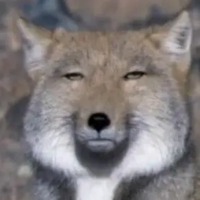 Profile image of 여우