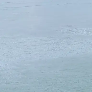 Profile image of 크림 사파이어