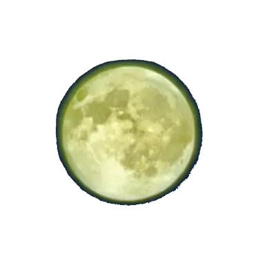 Profile image of 桜光