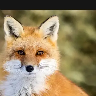 Profile image of 여우