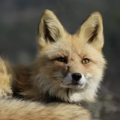 Profile image of パクス