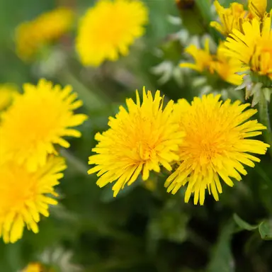 Profile image of たんぽぽ組