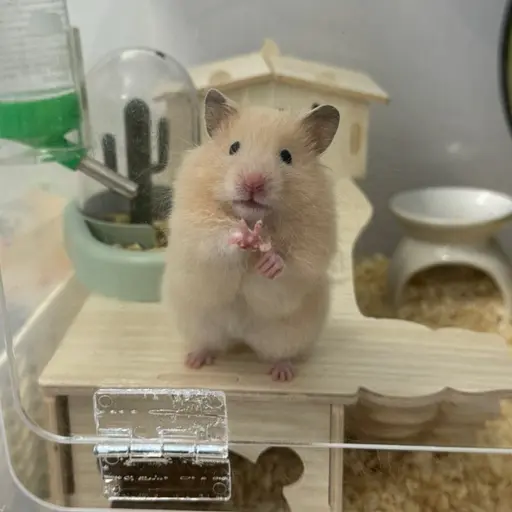 StumpyFluff8378의 햄스터