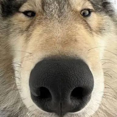 Profile image of 늑대