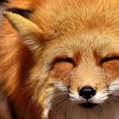 Profile image of 여우