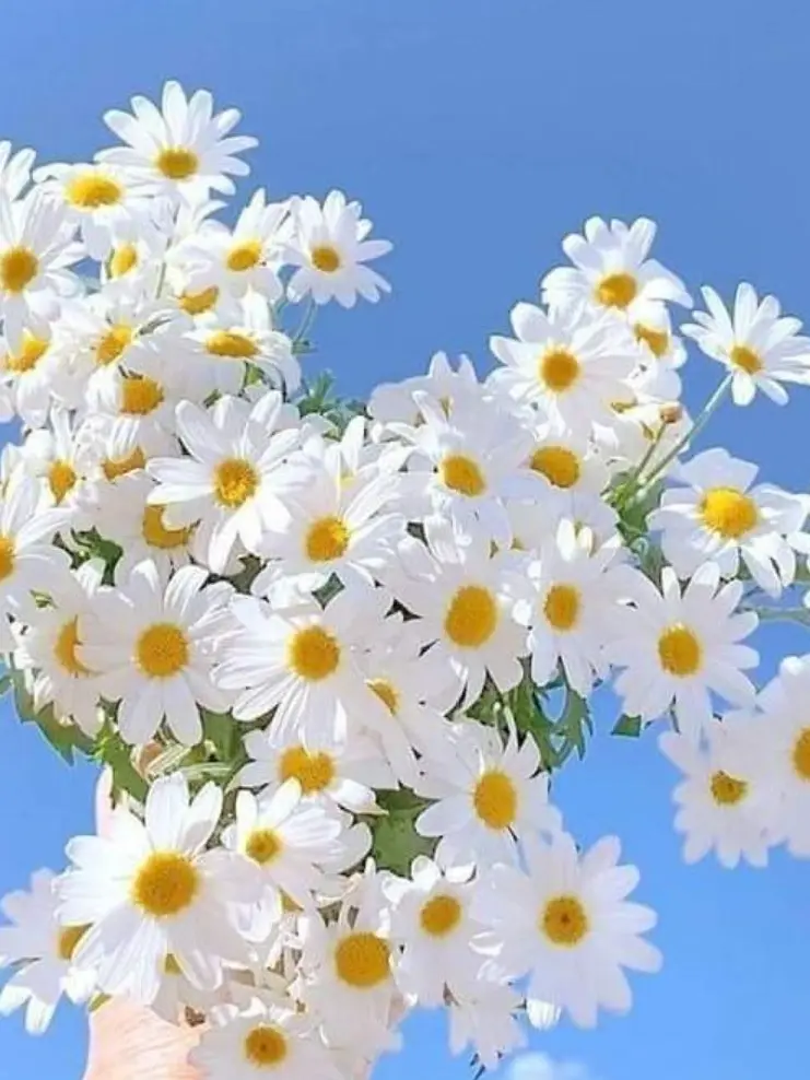 HSRD-Heptagram의 양아치의 동생이 귀여우면 생기는일