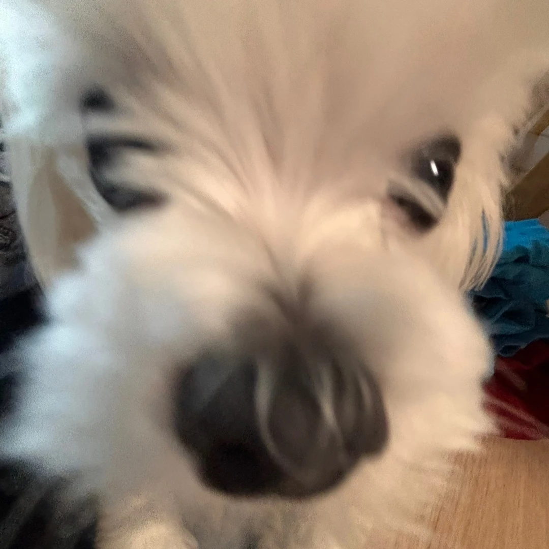댄디