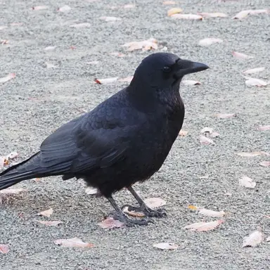 Profile image of 까미