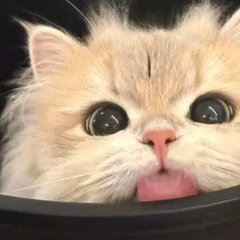 grtywnsmd의 냥이