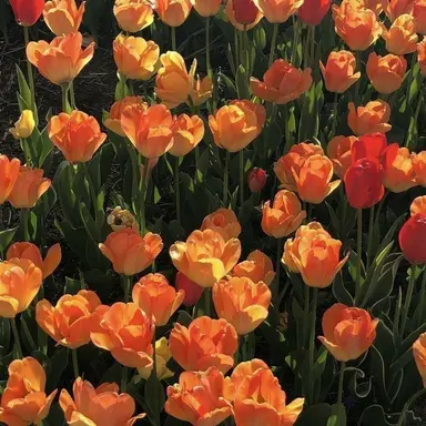 Profile image of 코마