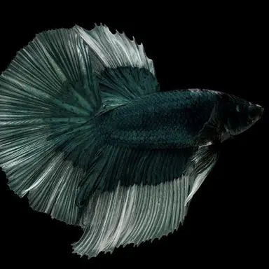 Profile image of Roen