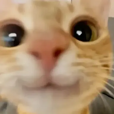 Profile image of Kitty