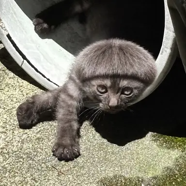 Profile image of カリカリ梅太郎