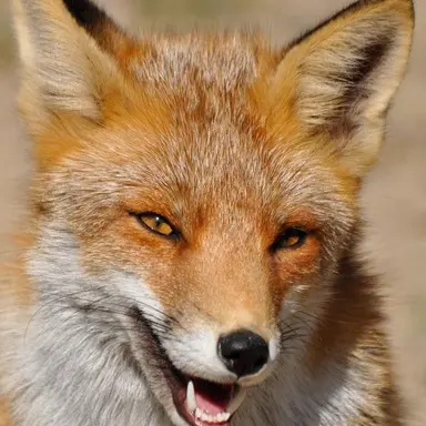 Profile image of 후시미 가쿠