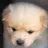 흰둥이
