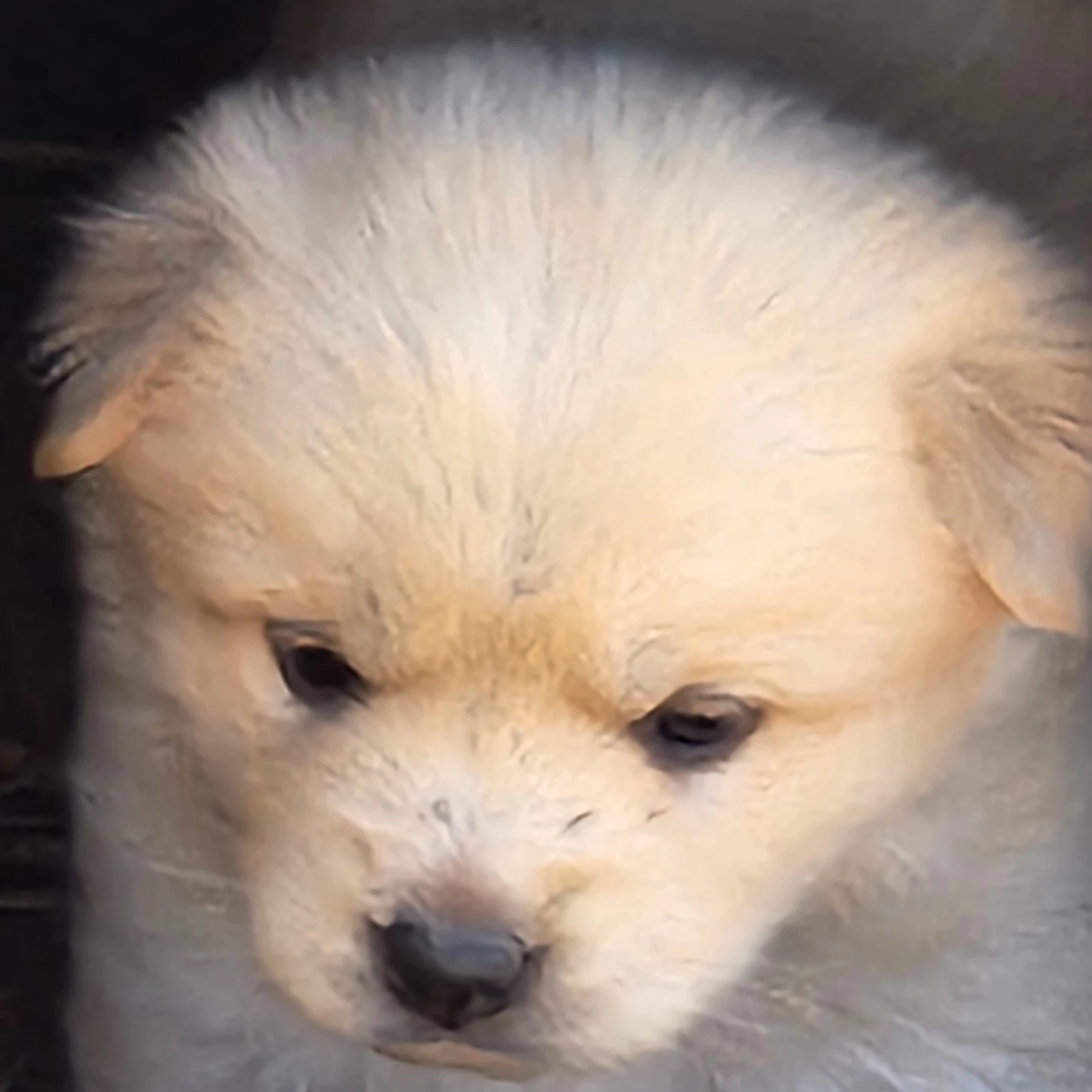 흰둥이