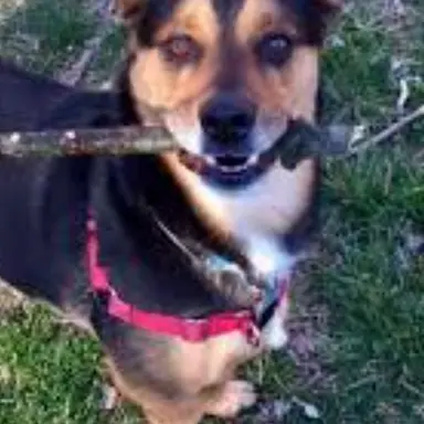 Profile image of Dexter