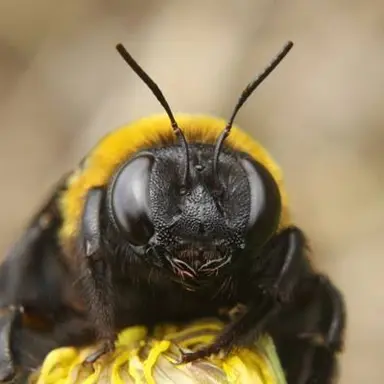 Profile image of クマバチ