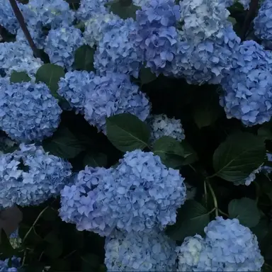 Profile image of 파이브
