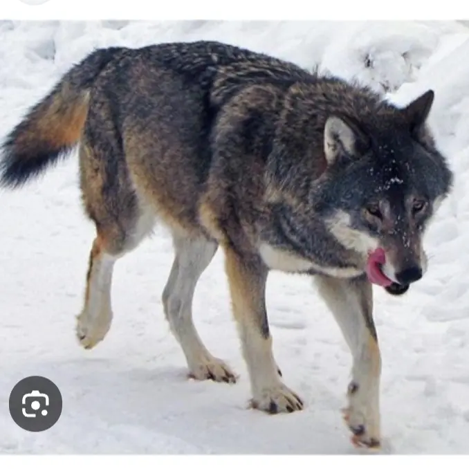 Werewolf2222의 귀신 늑대