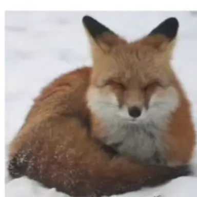 Profile image of 여우