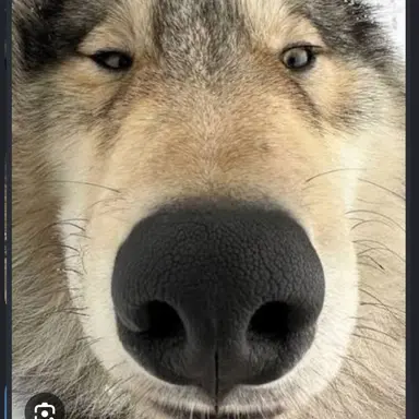 Profile image of 늑대