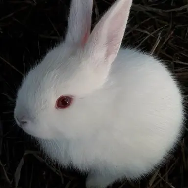 Profile image of Mapler