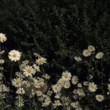 Profile image of 공룡