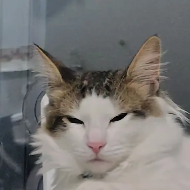 Profile image of コルニス