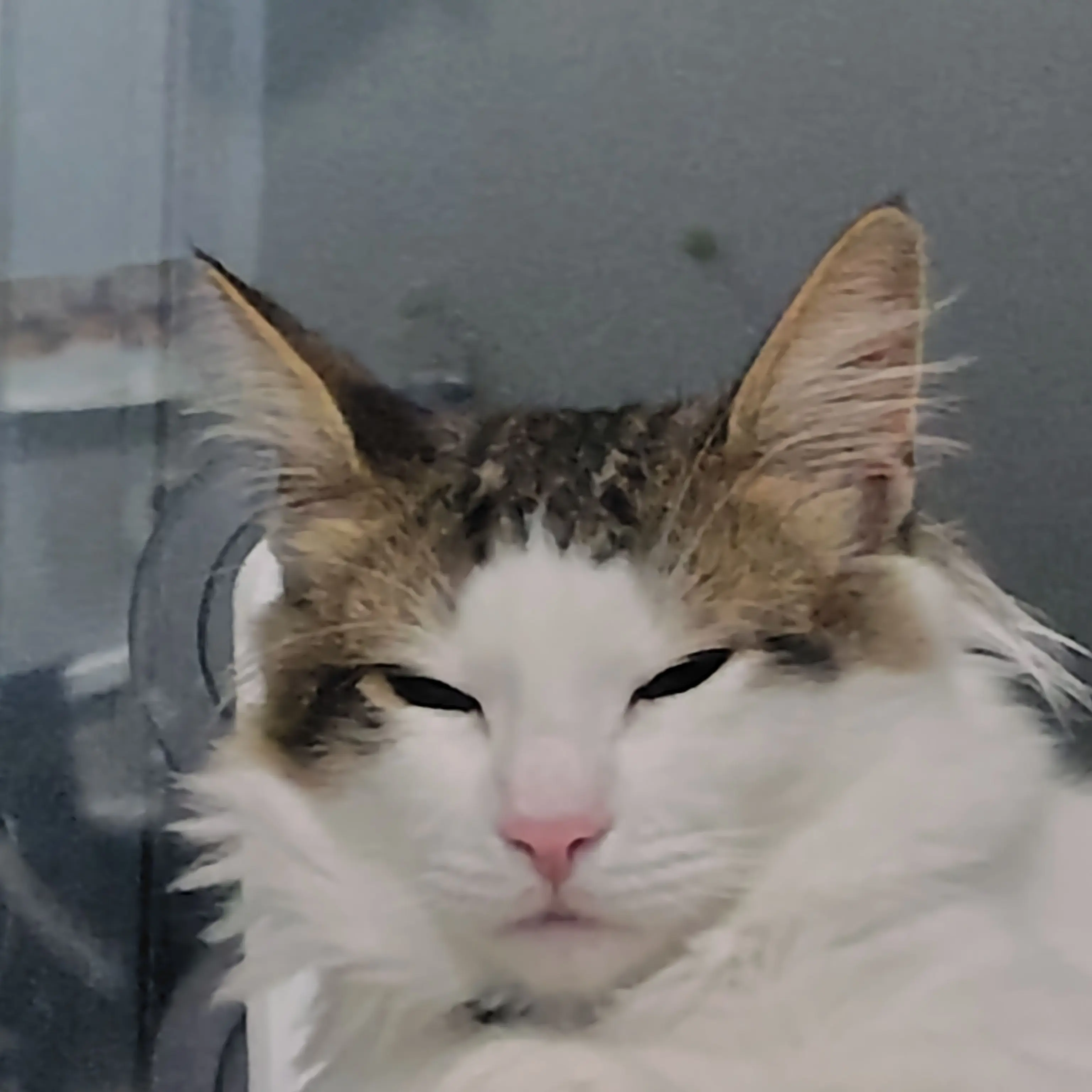 VainWood6467의 君の首輪