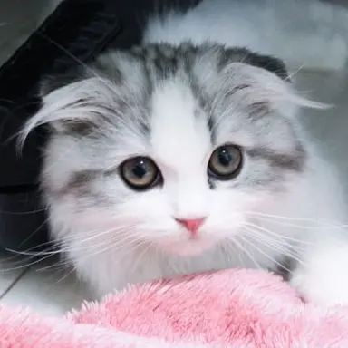 Profile image of Mumu