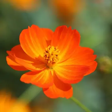 Profile image of 시노노메 아키토