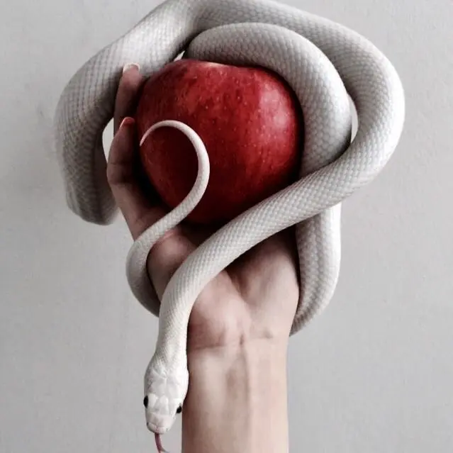 laizygirl의 𝙰𝚙𝚙𝚕𝚎