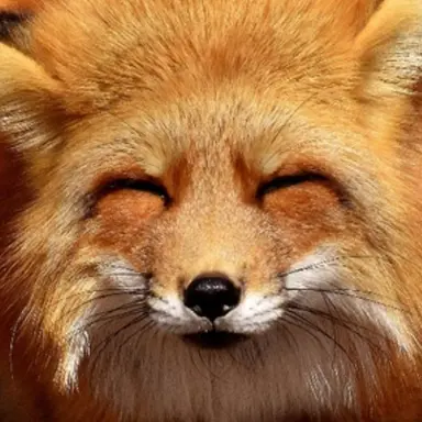 Profile image of 여우