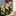 田中樹