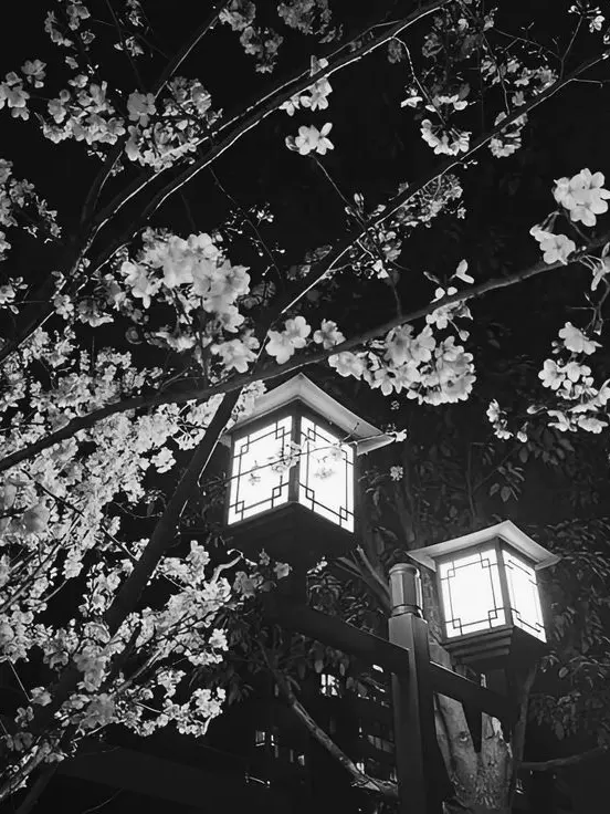 h0shi__의 高嶺の花