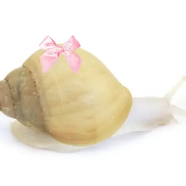 Profile image of 꾸미