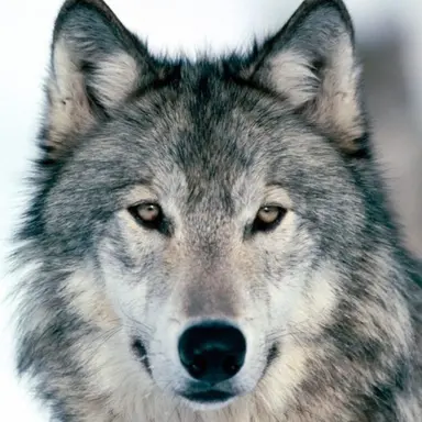 Profile image of 늑대