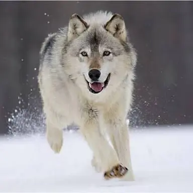 Profile image of 늑대