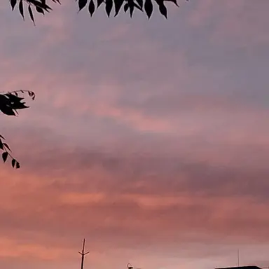 Profile image of 올리버 트리