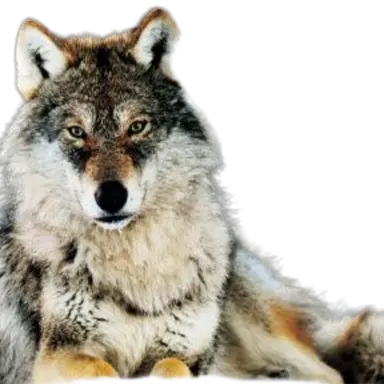 Profile image of 늑대