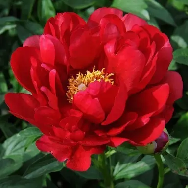 Profile image of 耀