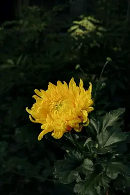 Profile image of 菊