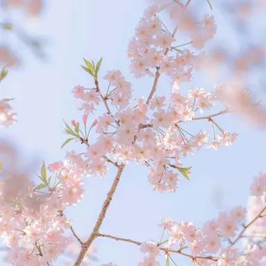 Profile image of 菊
