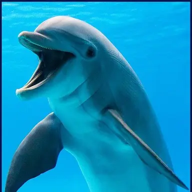 Profile image of 큰돌고래