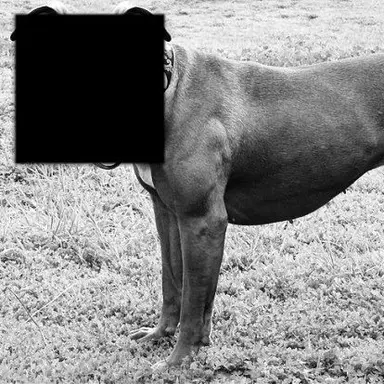Profile image of Hund Rüde